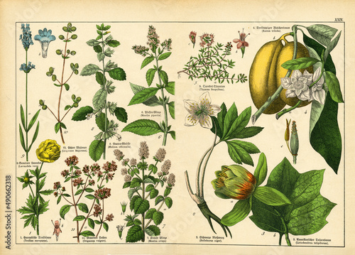 Tableau sur toile A sheet of antique botanical lithography of the 1890s-1900s with images of plants