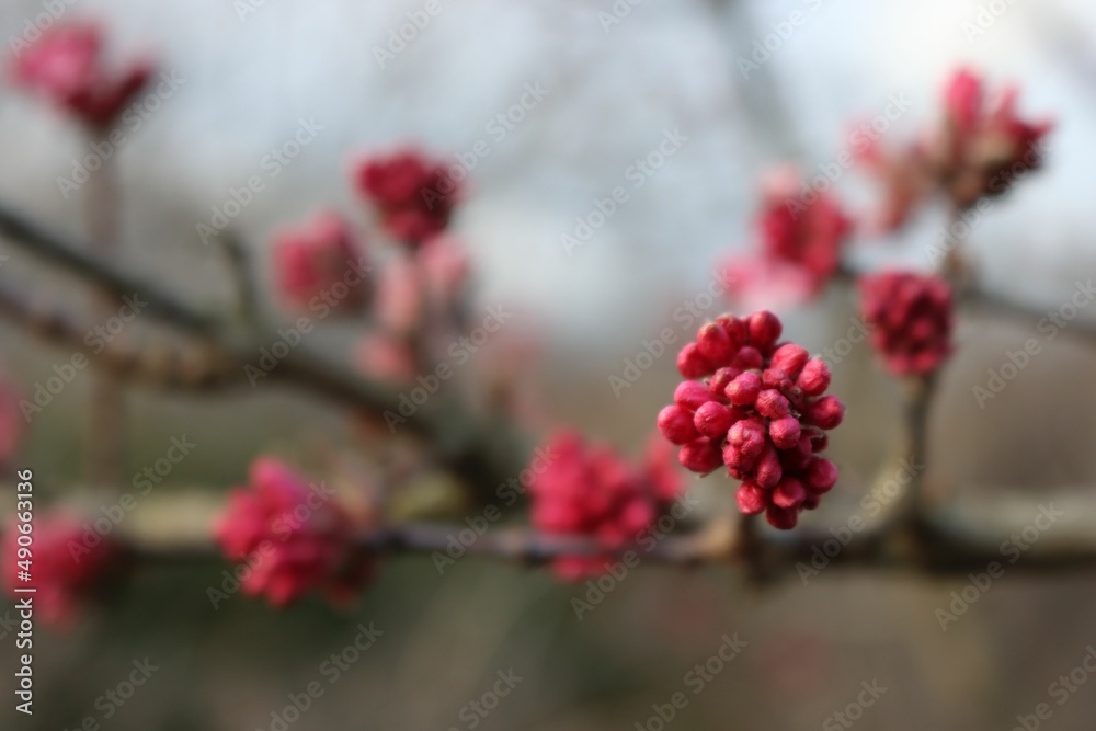 Pink blossoms of Dawn viburnum  on late winter. V. Bodnantense in the garden