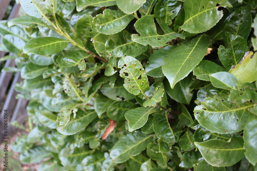 Damaged green leaves of Cherry laurel bush . Prunus laurocerasus tree