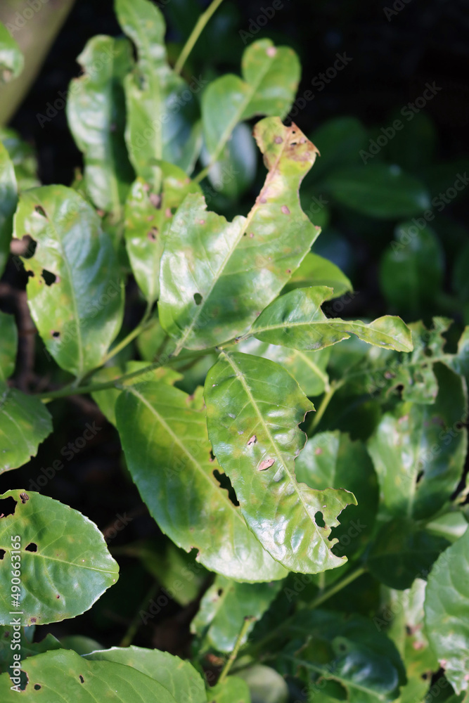 Damaged green leaves of Cherry laurel bush . Prunus laurocerasus tree with holes and brown dry spots on leaves Damaged green leaves of Cherry laurel bush . Prunus laurocerasus tree with holes and brown dry spots on leaves