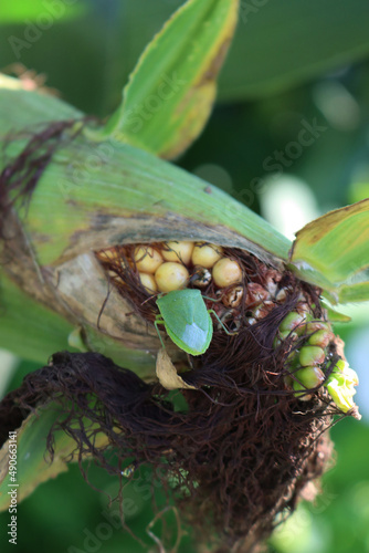 Green shield bug on unripe corn cob on plant . Nezara viridula insect on damaged corn cultivation on summer