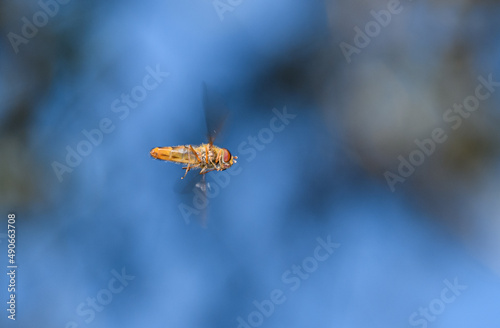 marmalade hoverfly, or flower or syrphid fly in flight (Syrphidae) photo