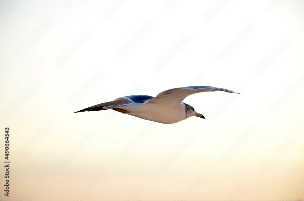 Fototapeta premium 夕方のカモメ