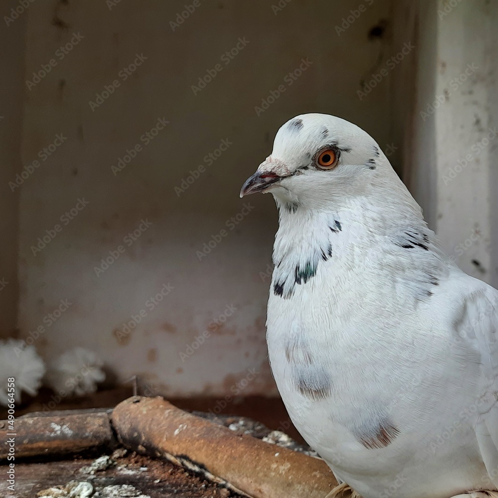 Foto de The Racing Homer pigeon is a breed of domestic pigeon and it is ...