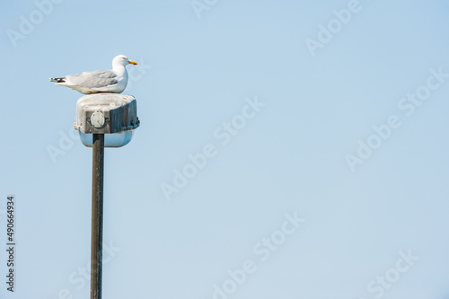 Sea gull bird sitting on street lamp