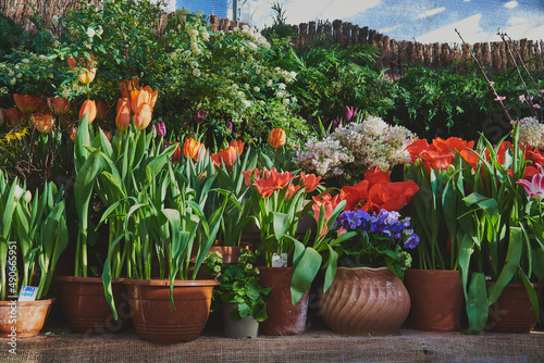 Many ceramic pots with spring flowers are arranged in a row.