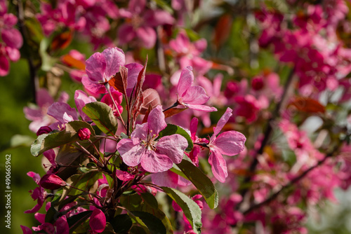 Apple tree Malus 'Makowieckiana'. Purple flowers of apple tree Malus 'Makowieckiana'. Dark pink flowers on blurred green background. Early spring in garden. Abstract floral pattern. Selective focus.