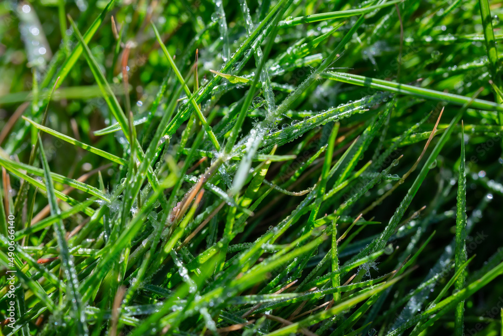 Beautiful view of the grass with dew (droplets of water) during the morning. Nature green grass background. Garden grass texture. Beautiful view of the grass with dew (droplets of water) during the morning. Nature green grass background. Garden grass texture.