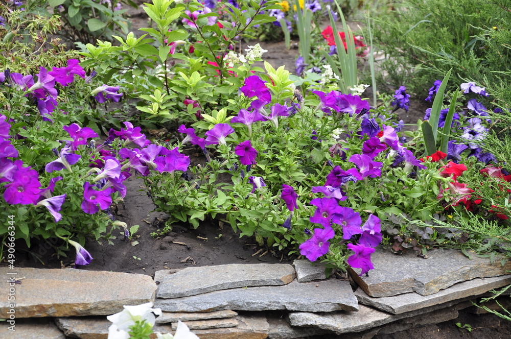 Garden flowers are blooming. Blooming flowers and plants. Garden flowers are blooming. Blooming flowers and plants.