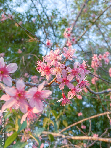 Wild Himalayan Cherry. Pink flowers blooming on Tree