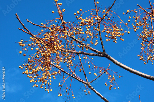 Chinaberry, or Melia azedarach fruits hanging on tree at winter photo