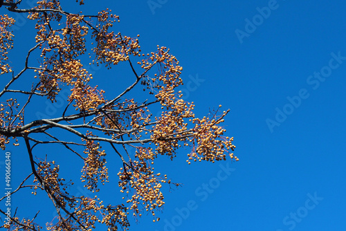 Chinaberry, or Melia azedarach fruits hanging on tree at winter photo