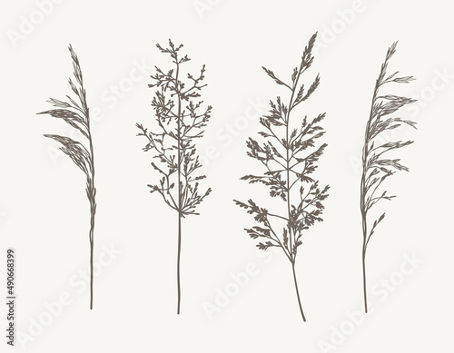 Set of hand drawn outline  meadow grass  wild cereals.  Sketch botanical vector illustration. Plant herb isolated  on white background