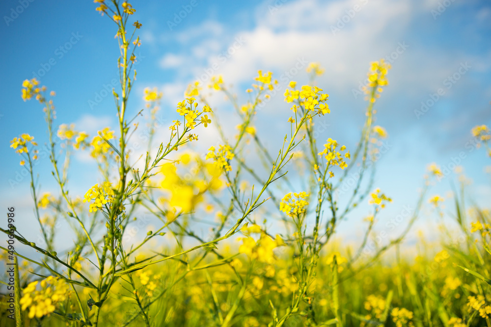 Yellow wildflowers of rapeseed, buckwheat in summer against a blue sky. Summer time, spring, flowering, fragrance. Cultivation of natural agriculture. Sunny background, freedom, serenity. Yellow wildflowers of rapeseed, buckwheat in summer against a blue sky. Summer time, spring, flowering, fragrance. Cultivation of natural agriculture. Sunny background, freedom, serenity.