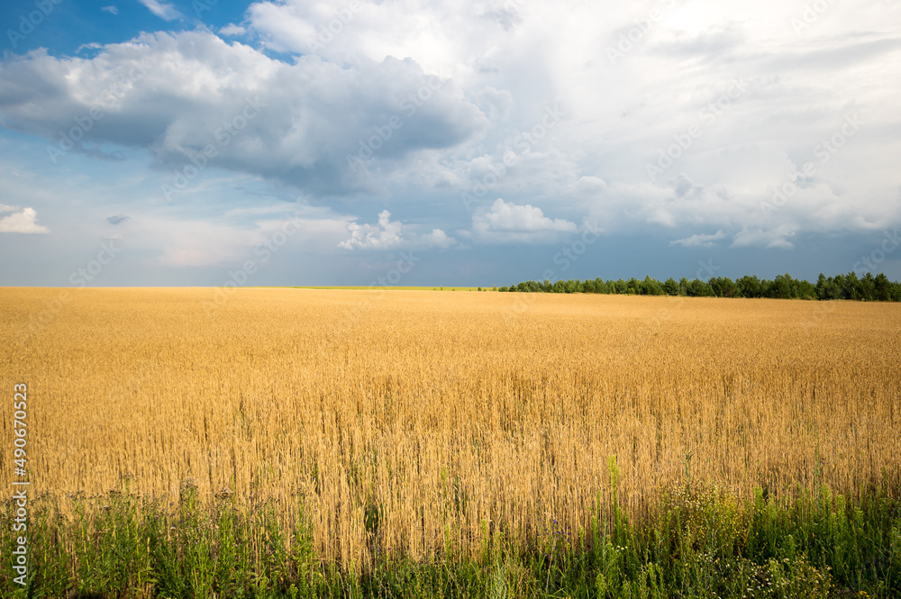 View of wheat field