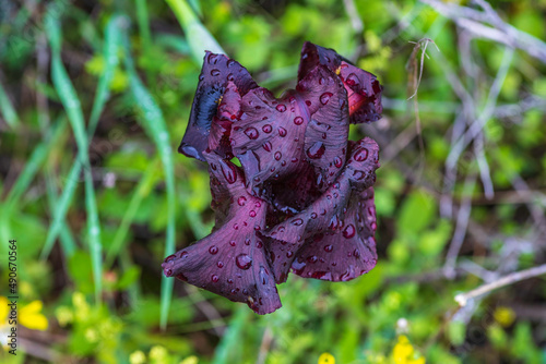 Blooming black irises closeup on a blurred background. selective focus