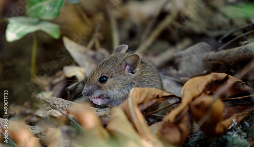 Waldmaus - Apodemus sylvaticus 