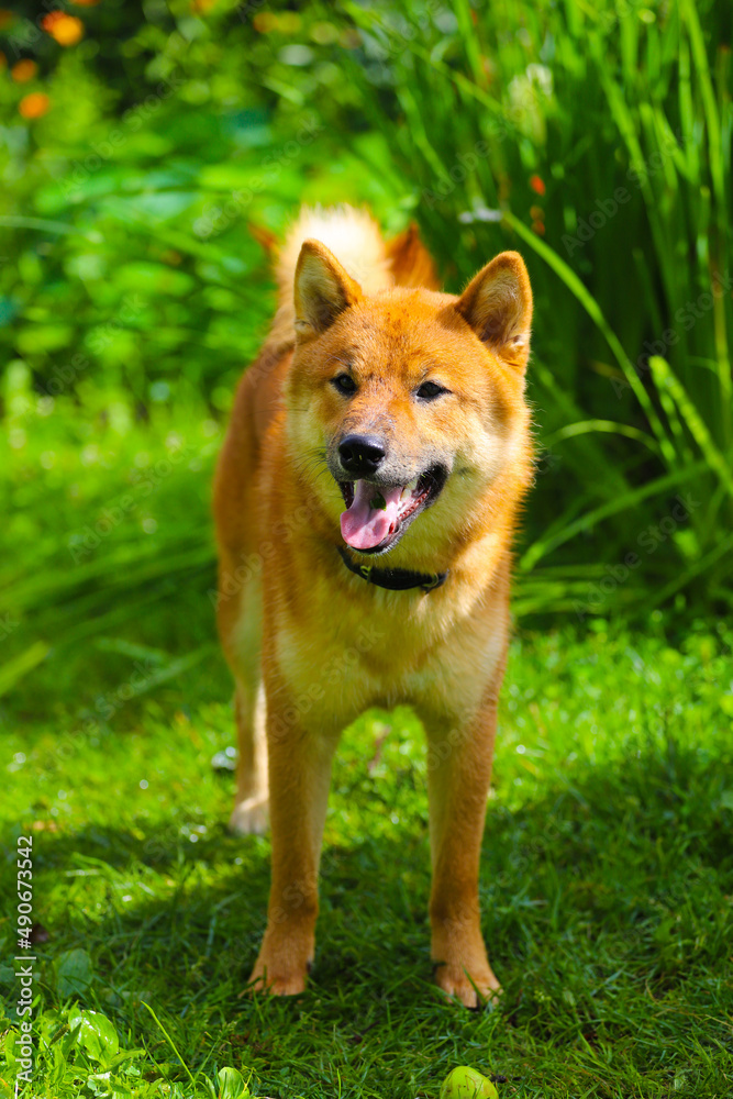 Japanese dog shiba inu in summer in hot weather outdoors