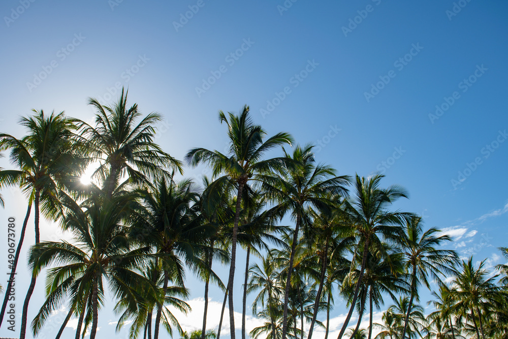 Tropical palm coconut trees on sky, nature background. Palms landscape with sunny tropic paradise.
