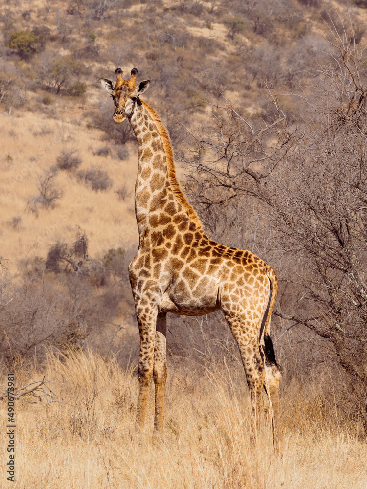 Fototapeta premium giraffe in the savannah
