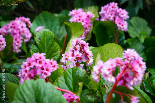 Pink Bergenia cordifolia flowers and green foliage close-up in spring in south of France after the rain