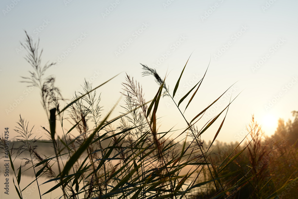 River or lake reed. Reeds in the early morning on the shore of a forest lake, beautiful calm background slightly blurred natural background