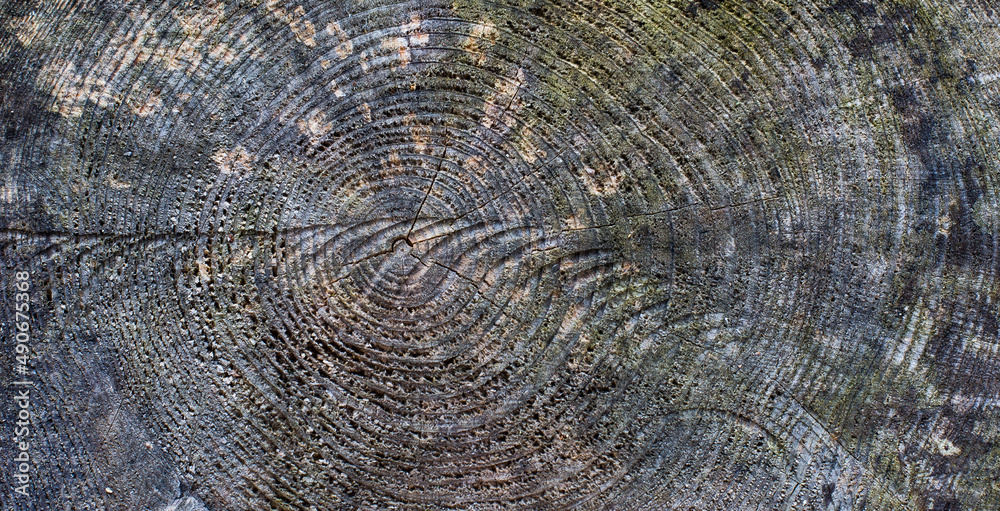 Fototapeta premium Holz Hintergrund