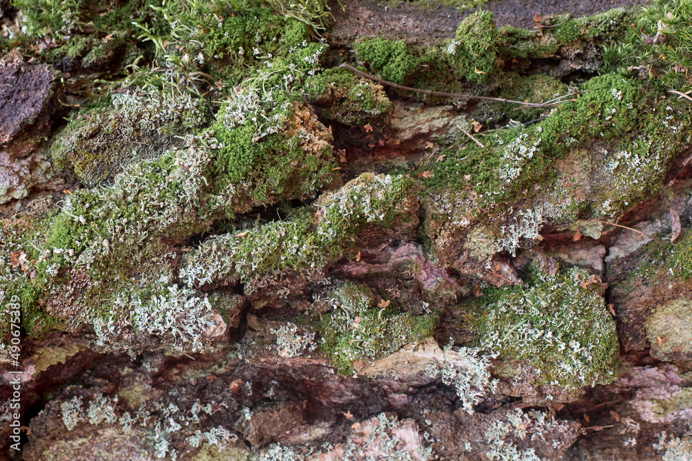 Obraz premium Holz Hintergrund