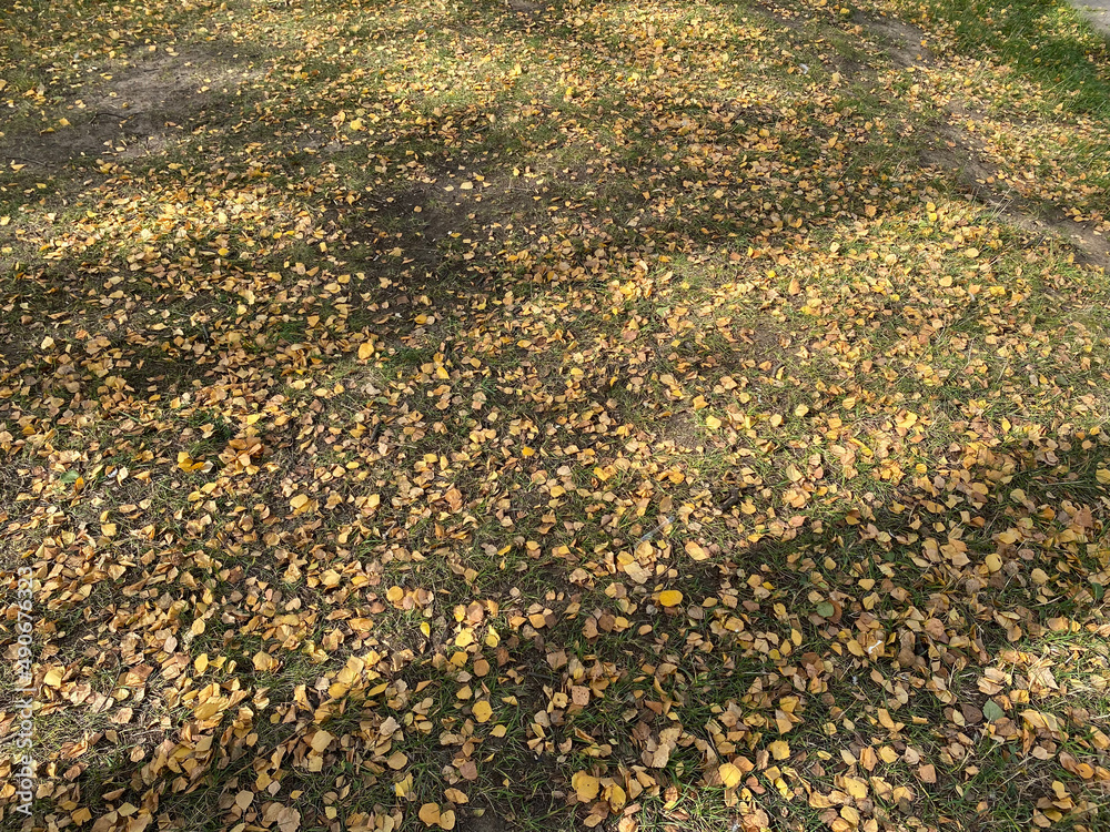 Yellow birch Leafs on Grass at dry sunny fall day Yellow birch Leafs on Grass at dry sunny fall day