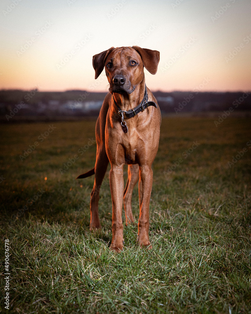Rhodesien Ridgeback in the field. Hount on green grass. Sunset Dog Rhodesien Ridgeback in the field. Hount on green grass. Sunset Dog