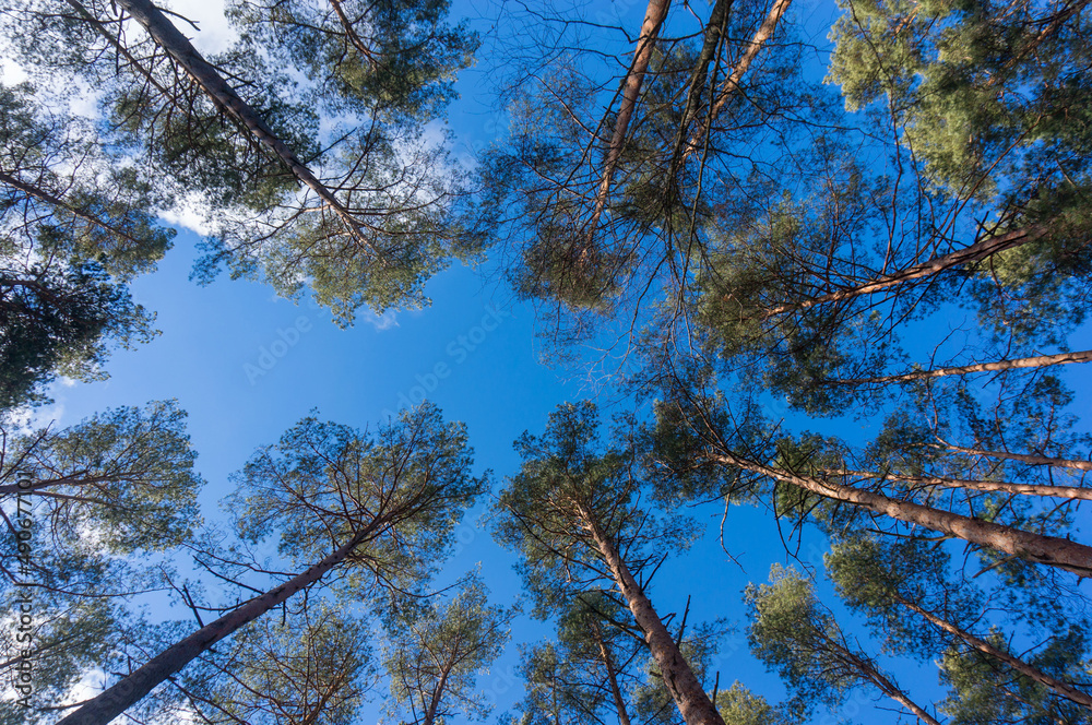 Fototapeta premium tall pine trees against the blue sky