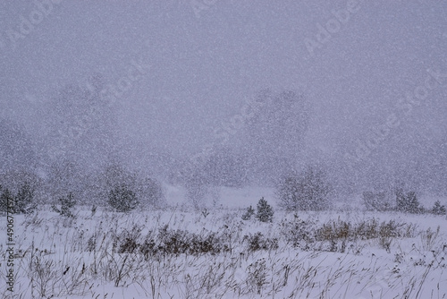 Heavy snowfall in winter forest
