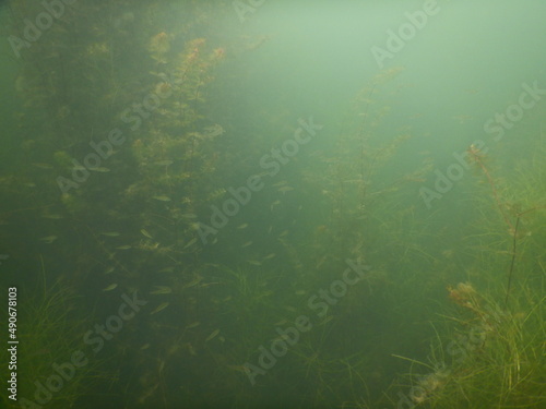 underwater scene with school of small fishes around the macrophytes  in a freshwater temperate lake in europe czech republic Most lake photo