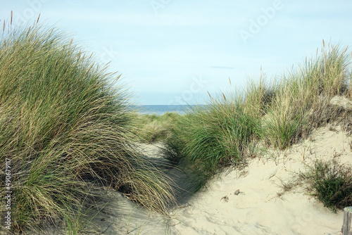 Fototapeta Naklejka Na Ścianę i Meble -  Netherlands. The dunes of Wassenaar