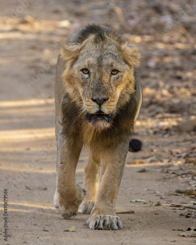 Asiatic lion. click at Gir National Park  Gujarat. India. 