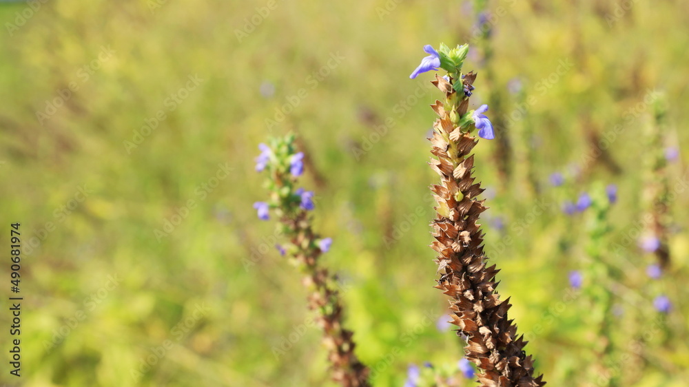Chia Seeds in the field. Ripe bunches of chia plants: Salvia Hispanica L. in a field suitable for harvesting on a green and brown background. Selected focus