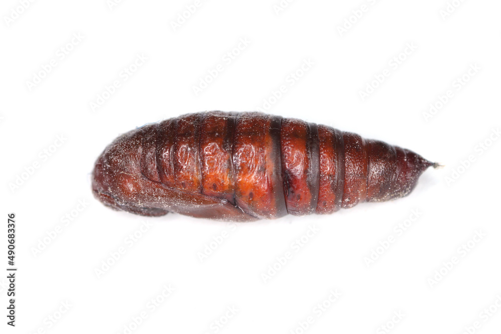 Pupa of the Silver Y (Autographa gamma) on white. It is a migratory moth of the family Noctuidae. Caterpillars of this owlet moths are pests more than 200 different species of plants including crops. Pupa of the Silver Y (Autographa gamma) on white. It is a migratory moth of the family Noctuidae. Caterpillars of this owlet moths are pests more than 200 different species of plants including crops.
