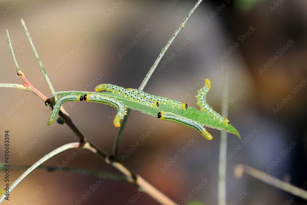 Caterpillars of Pteronidea salicis - pest that eats leaves of willow trees, also grown in gardens 