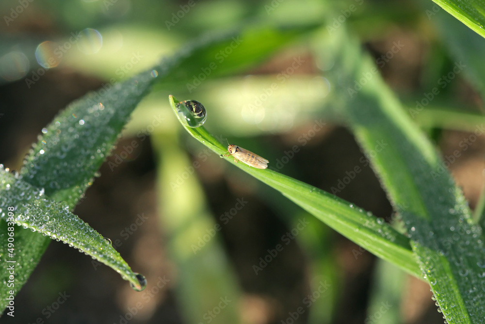 Leafhopper Macrosteles laevis on winter cereals. A leafhopper is the common name for any species from the family Cicadellidae - plant pest. Leafhopper Macrosteles laevis on winter cereals. A leafhopper is the common name for any species from the family Cicadellidae - plant pest.