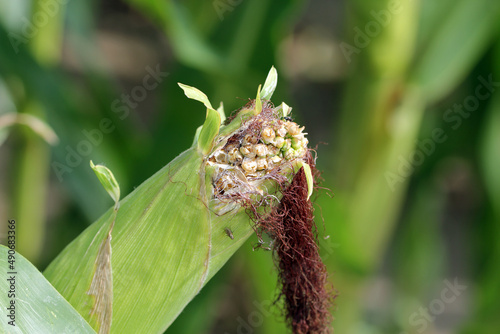 Corn, maize cob damaged by birds in a crop field. photo