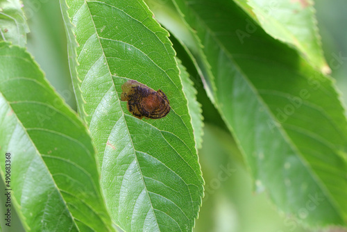 Leucoptera malifoliella, the pear leaf blister moth, ribbed apple leaf miner or apple leaf miner, is a moth of the Lyonetiidae occurring all of Europe. A caterpillar feeding place on a cherry leaf. photo