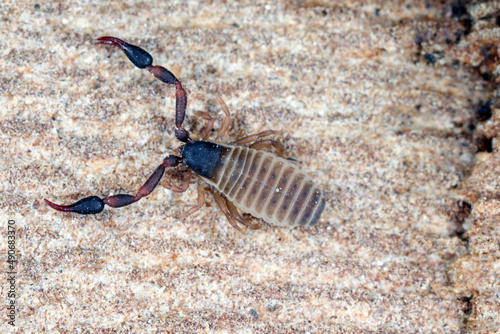 Super macro of Pseudoscorpion  also known as a false scorpion or book scorpion on tree bark photo