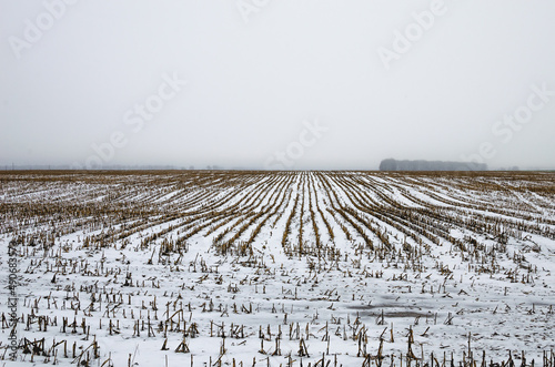 Rows of cut corn field in winter. Corn field in winter in cloudy weather