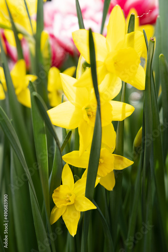 Flower bed with yellow daffodils in the botanical garden.