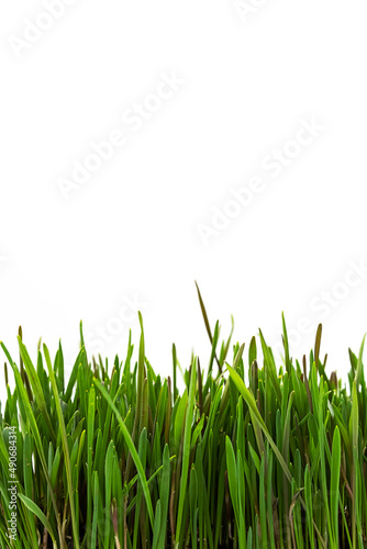 Green grass against white background. Natural fresh lawn background.