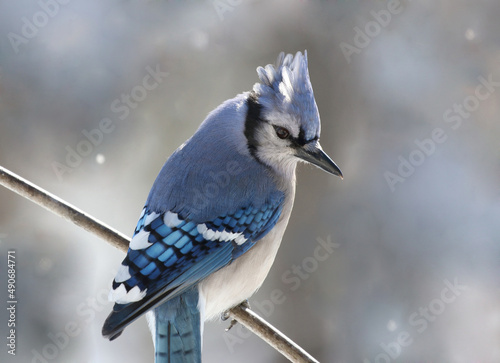blue jays in nature during winter