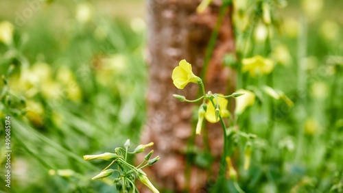 Yellow bermuda buttercup flower (Oxalis pes-caprae) blooming near a tree trunk photo