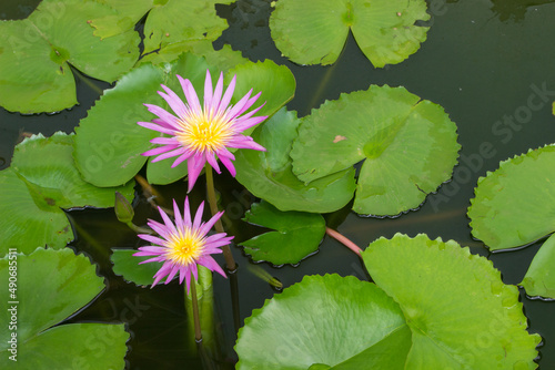 two pink water lilies with leafs 