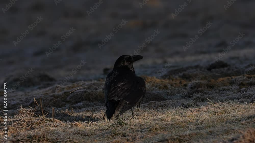 Raven, Corvus corax, black bird in the autumn forest, animal in the nature habitat, winter snow, Bialowieza NP, Poland. Wildlife scene from nature. Ravens in the grass. Raven, Corvus corax, black bird in the autumn forest, animal in the nature habitat, winter snow, Bialowieza NP, Poland. Wildlife scene from nature. Ravens in the grass.