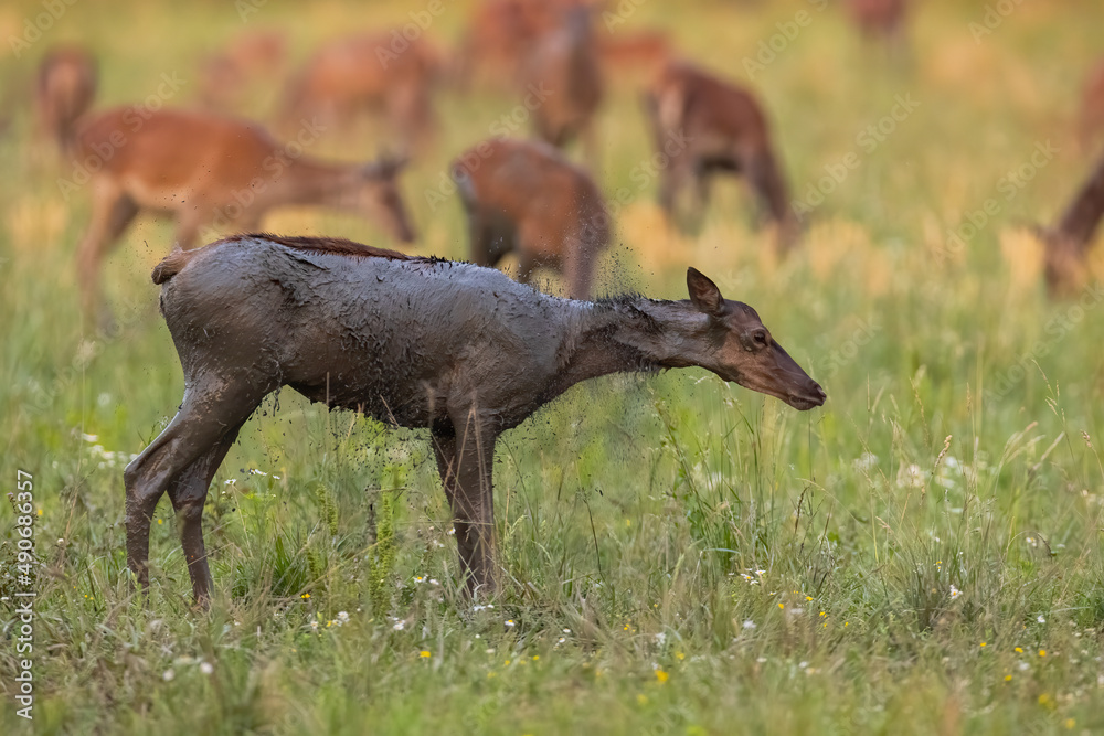 Wet red deer, cervus elaphus, shaking on meadow in summertime nature. Female mammal spraying water on grassland. Mud hind standing on field in blooming field.